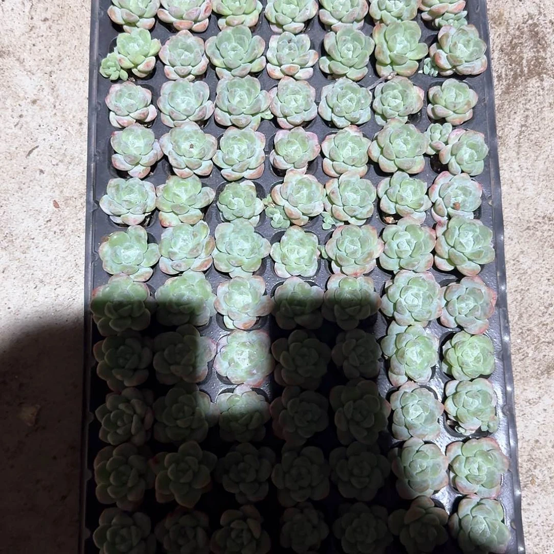 陈一物一拍专拍链接