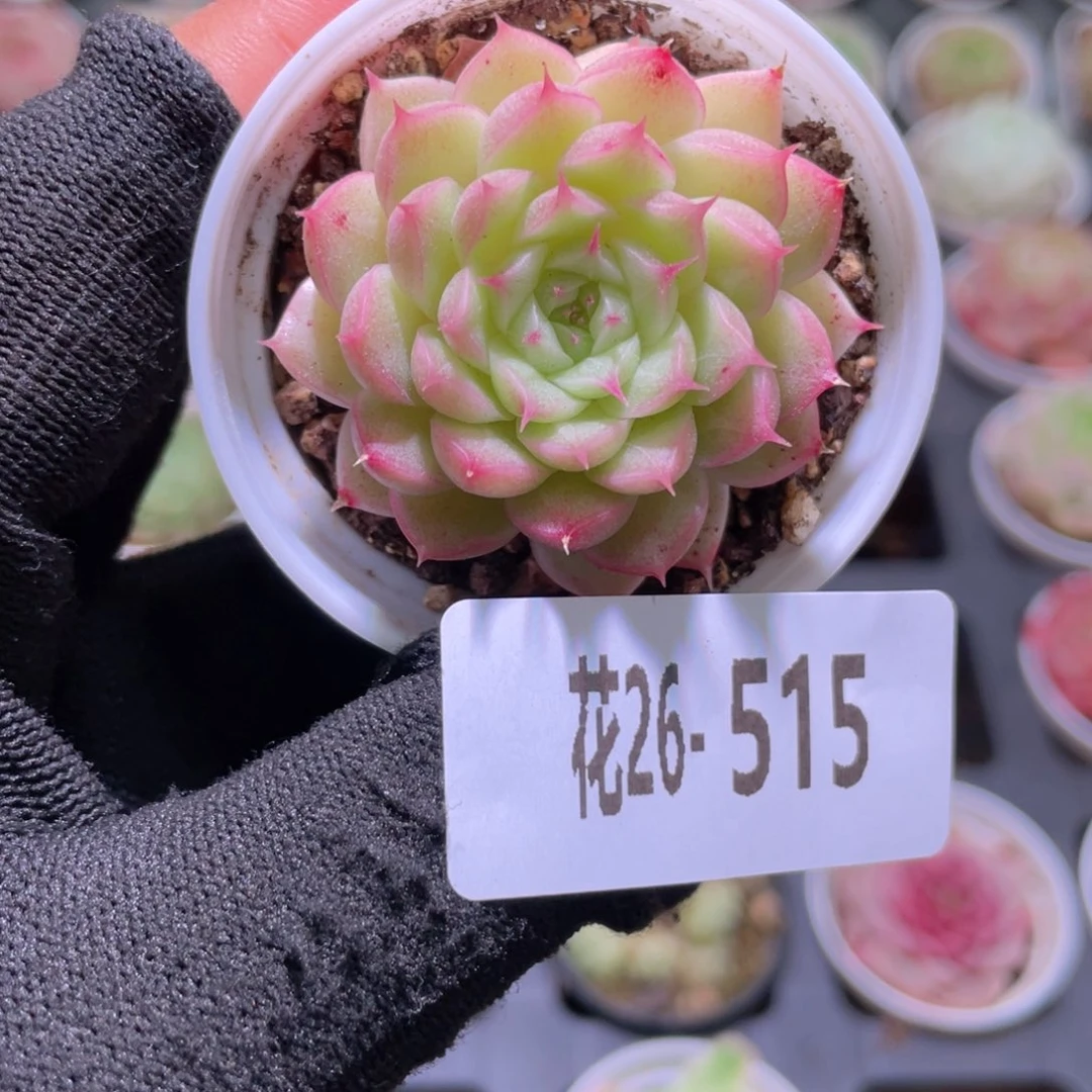 花利美26-515海王