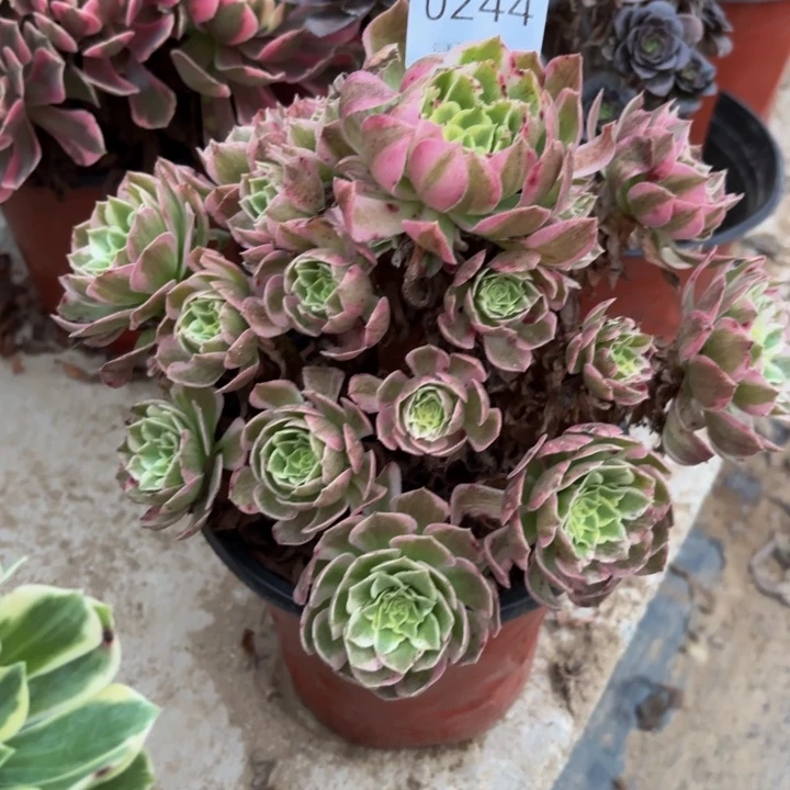 玉芙蓉多肉处理不包断头0244