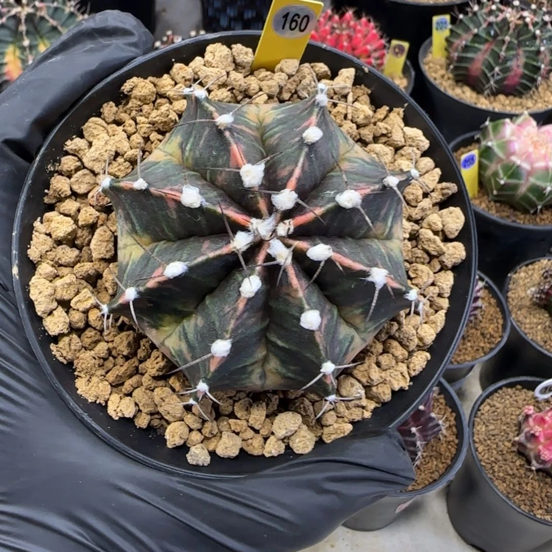 160号臀锦米哈带盆土发货