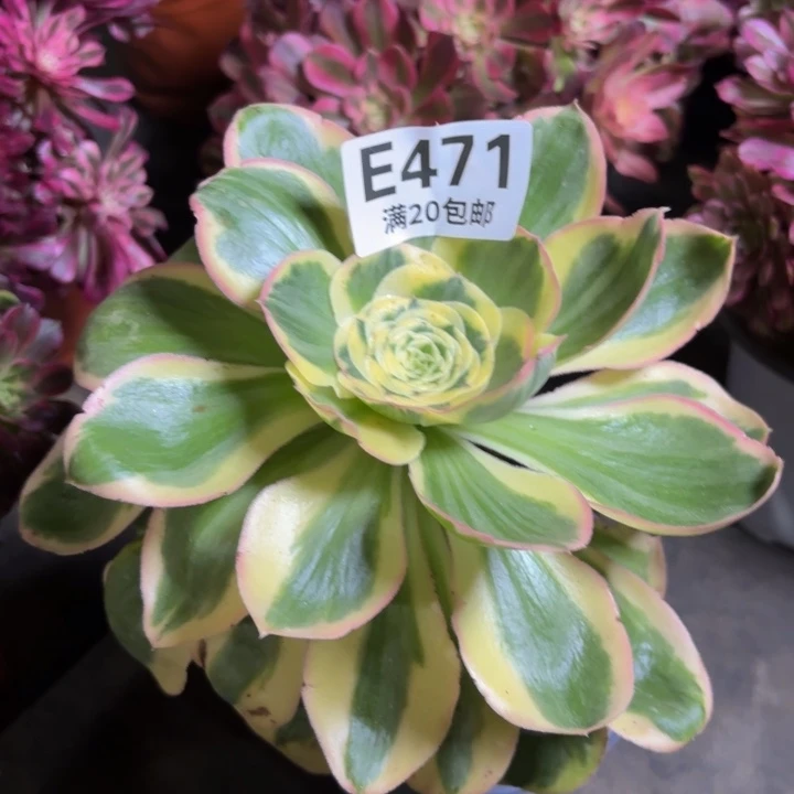 瑞妈一物一拍471