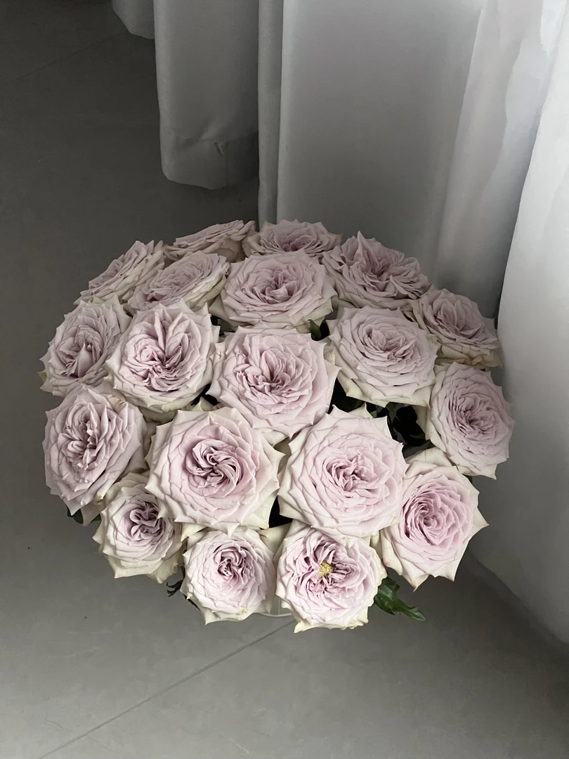 魔法乐章玫瑰10支   批发花店摆地摊直发一手货源家养水养