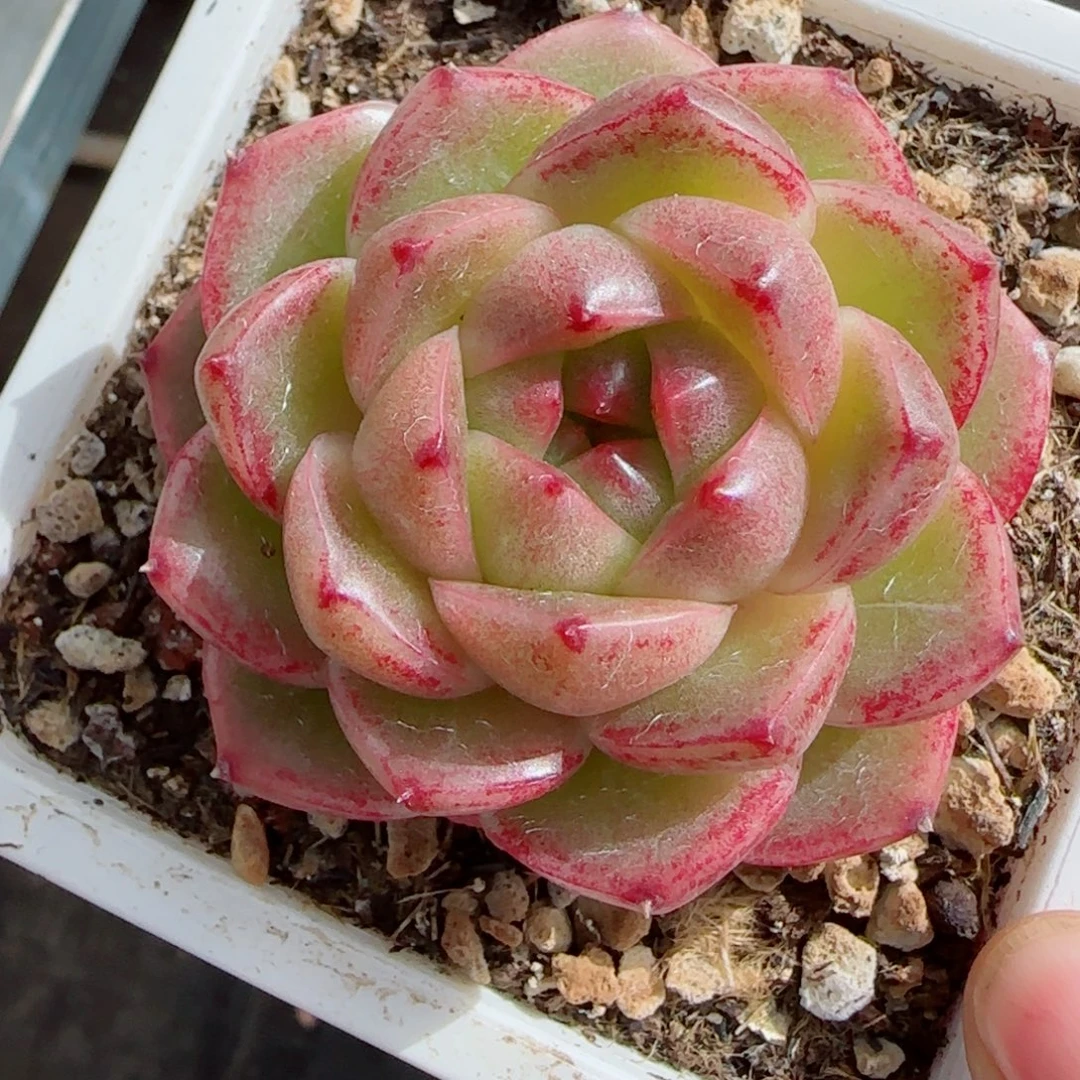 M100，3903多肉植物