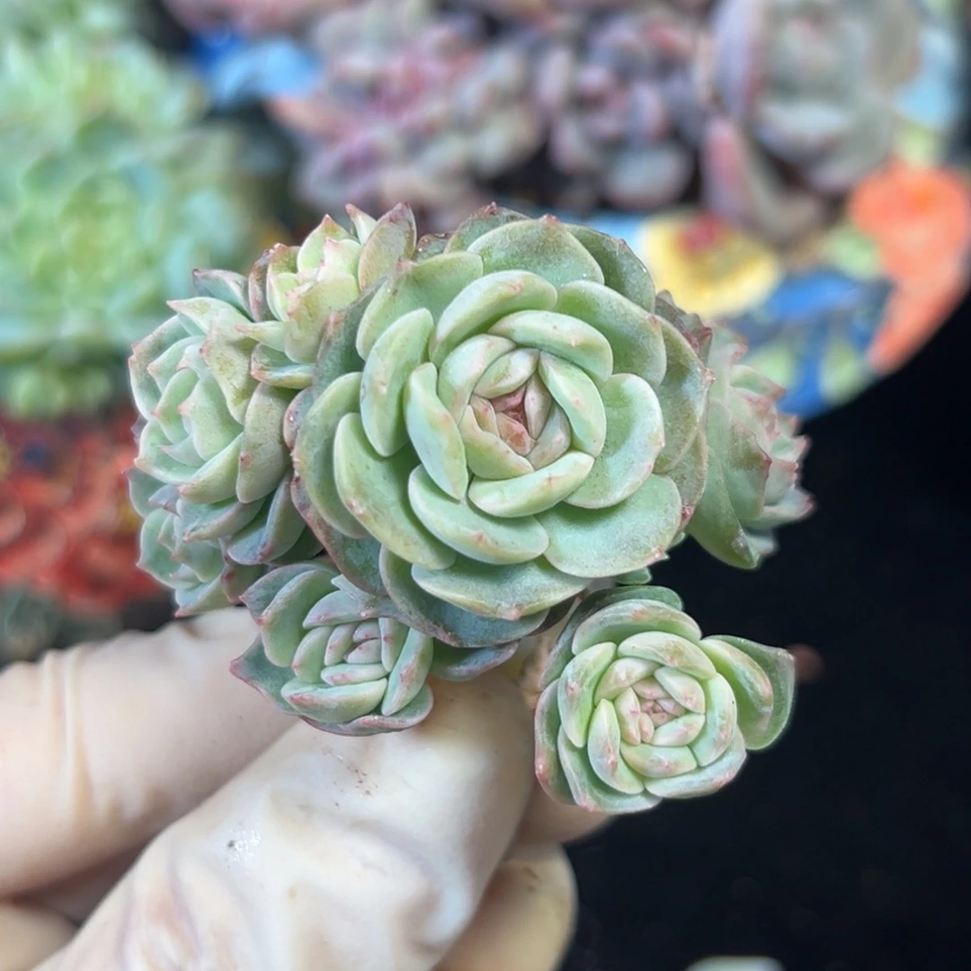 新年快乐 新年快乐