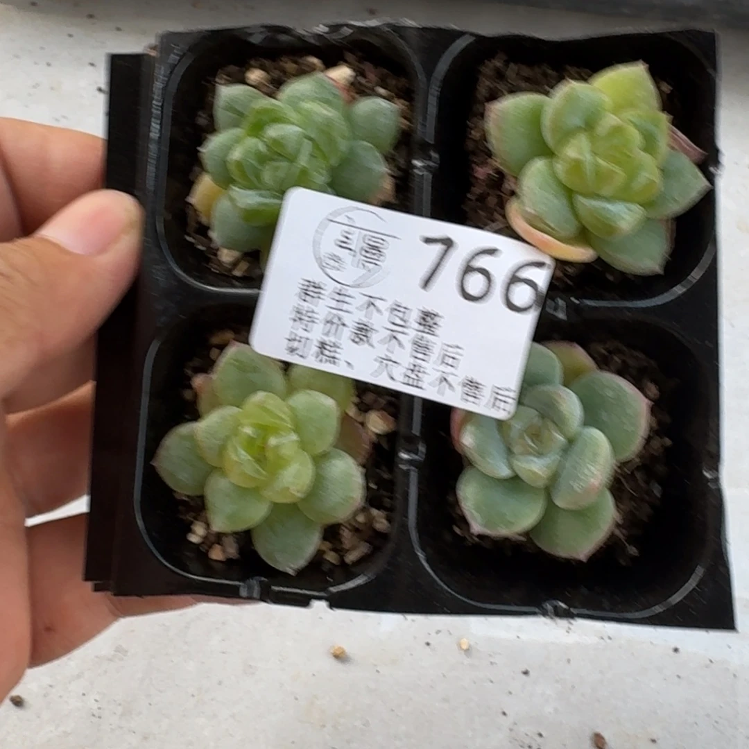 如图766珍妮系穴盘4个