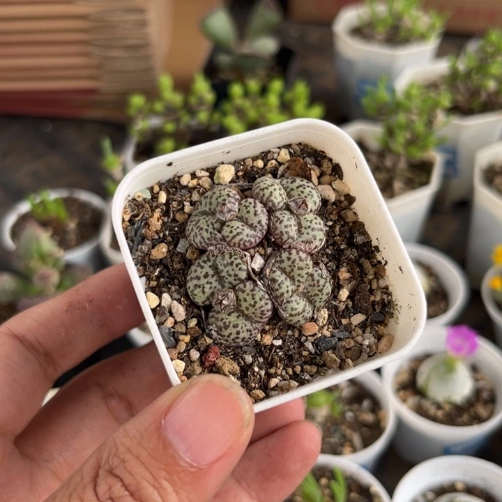 628 安贞多肉植物