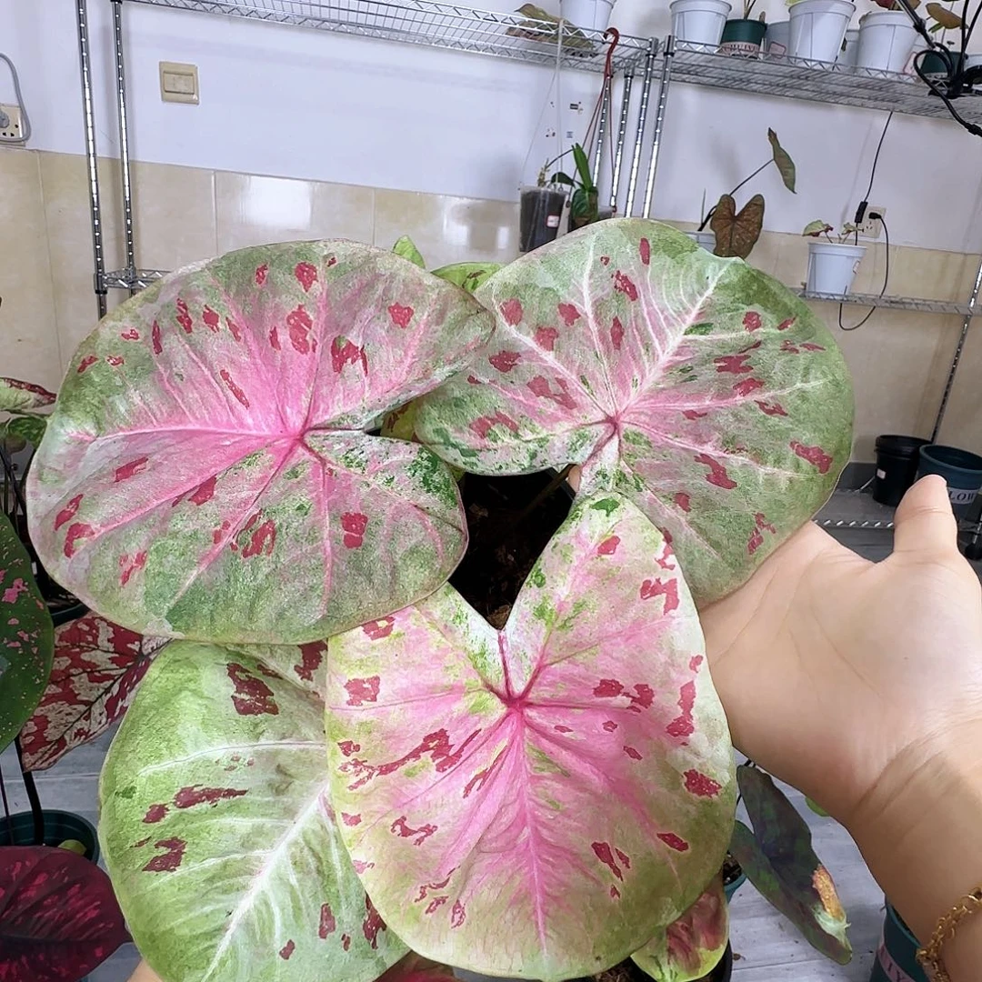 完全开放   83芭提雅
