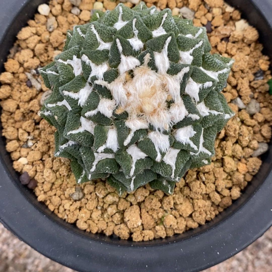 自根黑牡丹6.4cm福利