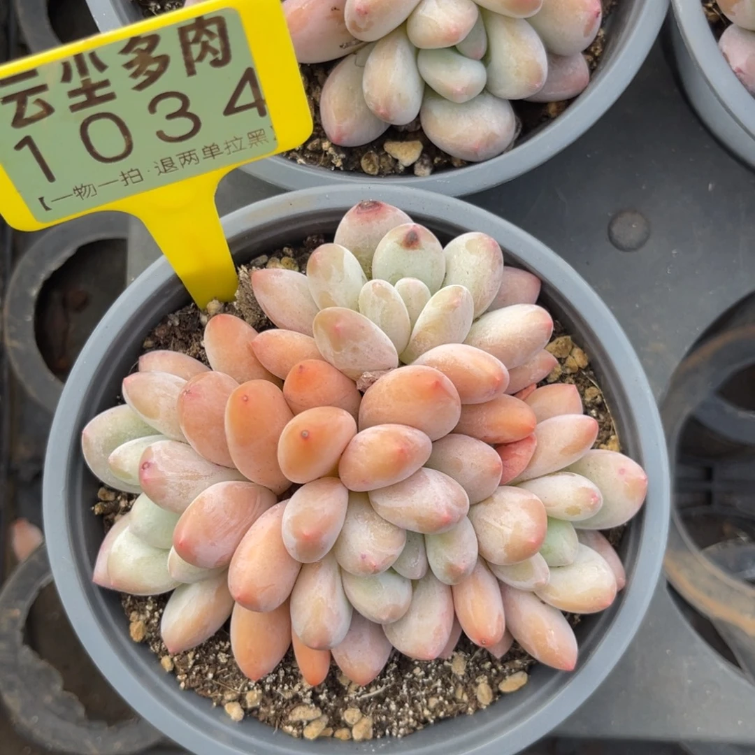 云尘多肉一物一拍1034