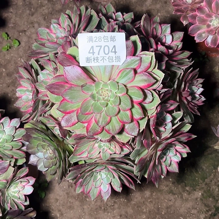 4704莲花座多肉植物