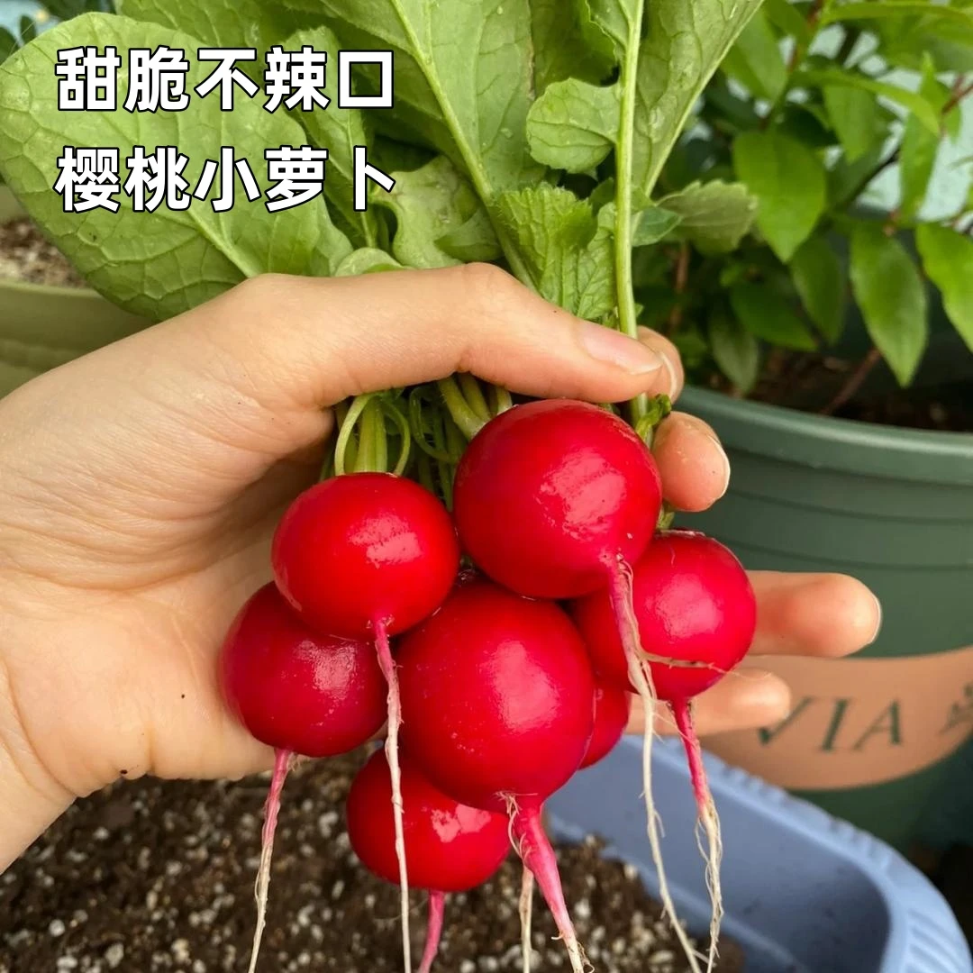 【四季速生樱桃萝卜种子】高产可生吃脆嫩萝卜水果萝卜阳台盆栽种植