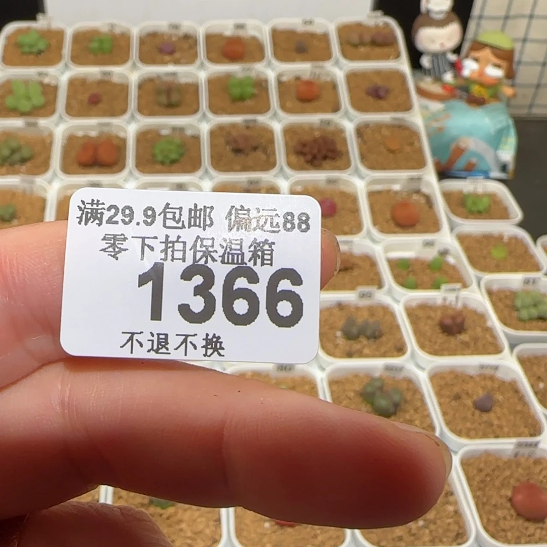 、****肉锥多肉植物组合-