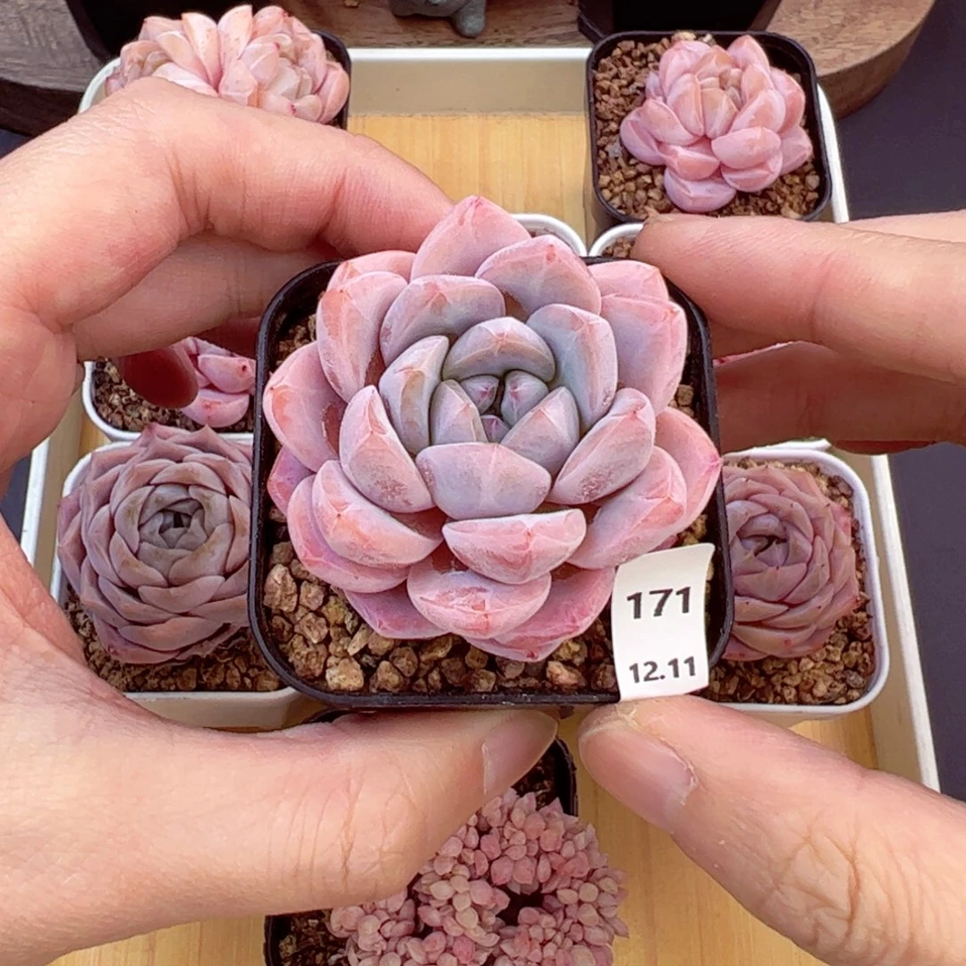 好好看171、哈哈哈哈