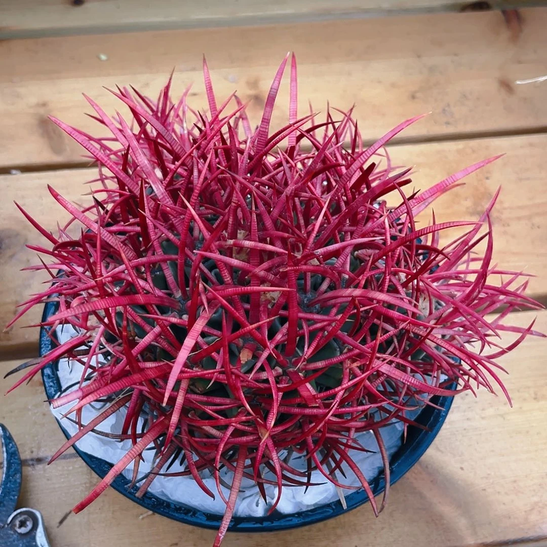 潮流植物大龙冠宽刺狂刺