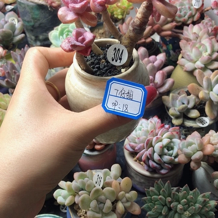 7仔甜             1