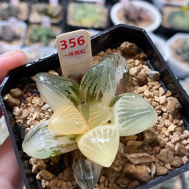 356玉潭寿锦一物一拍