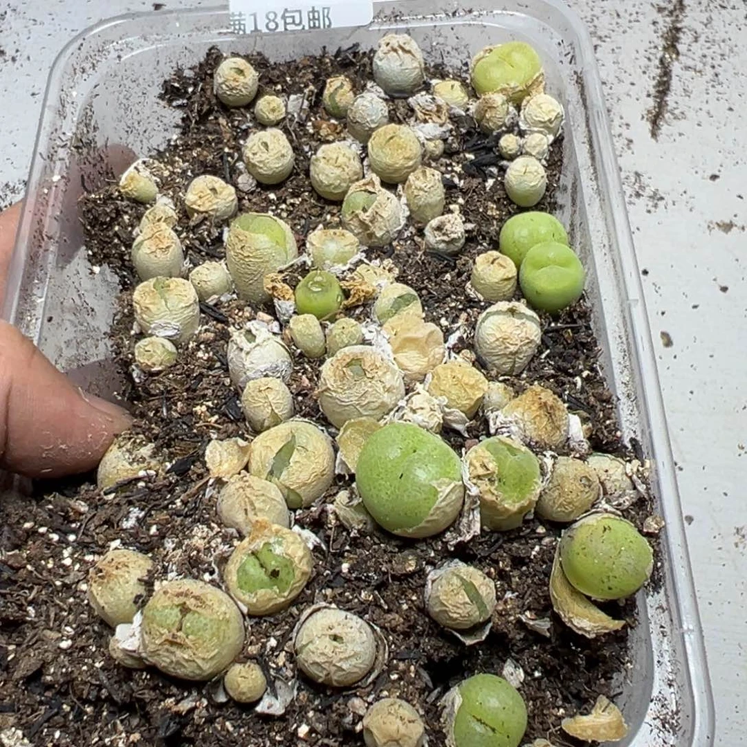 【闪购商品】 629。