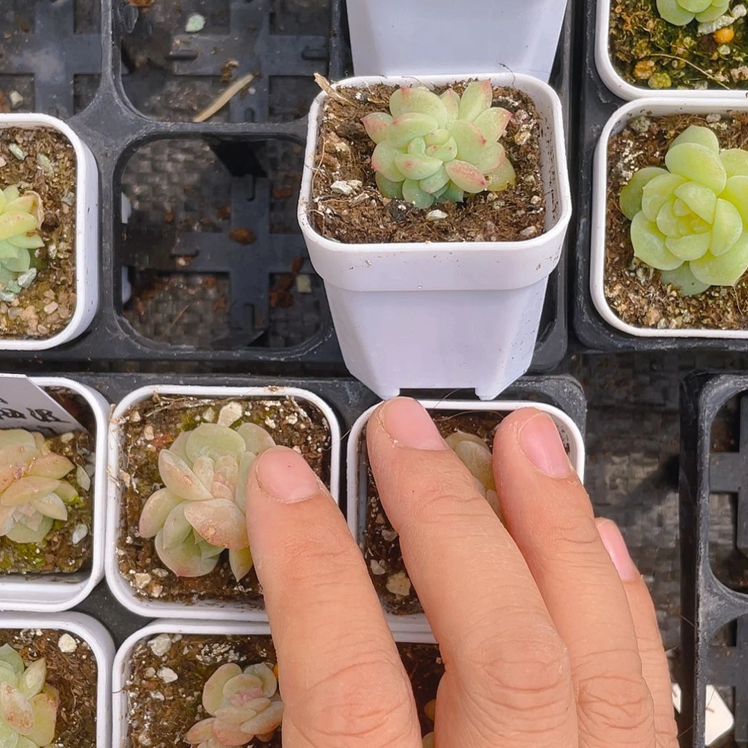 葵边线三头甜心中盆一个满25包邮