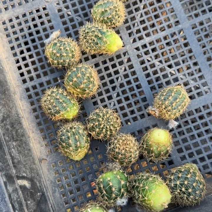 256无名丽花歪2到3公分左右无根侧牙小，20包邮