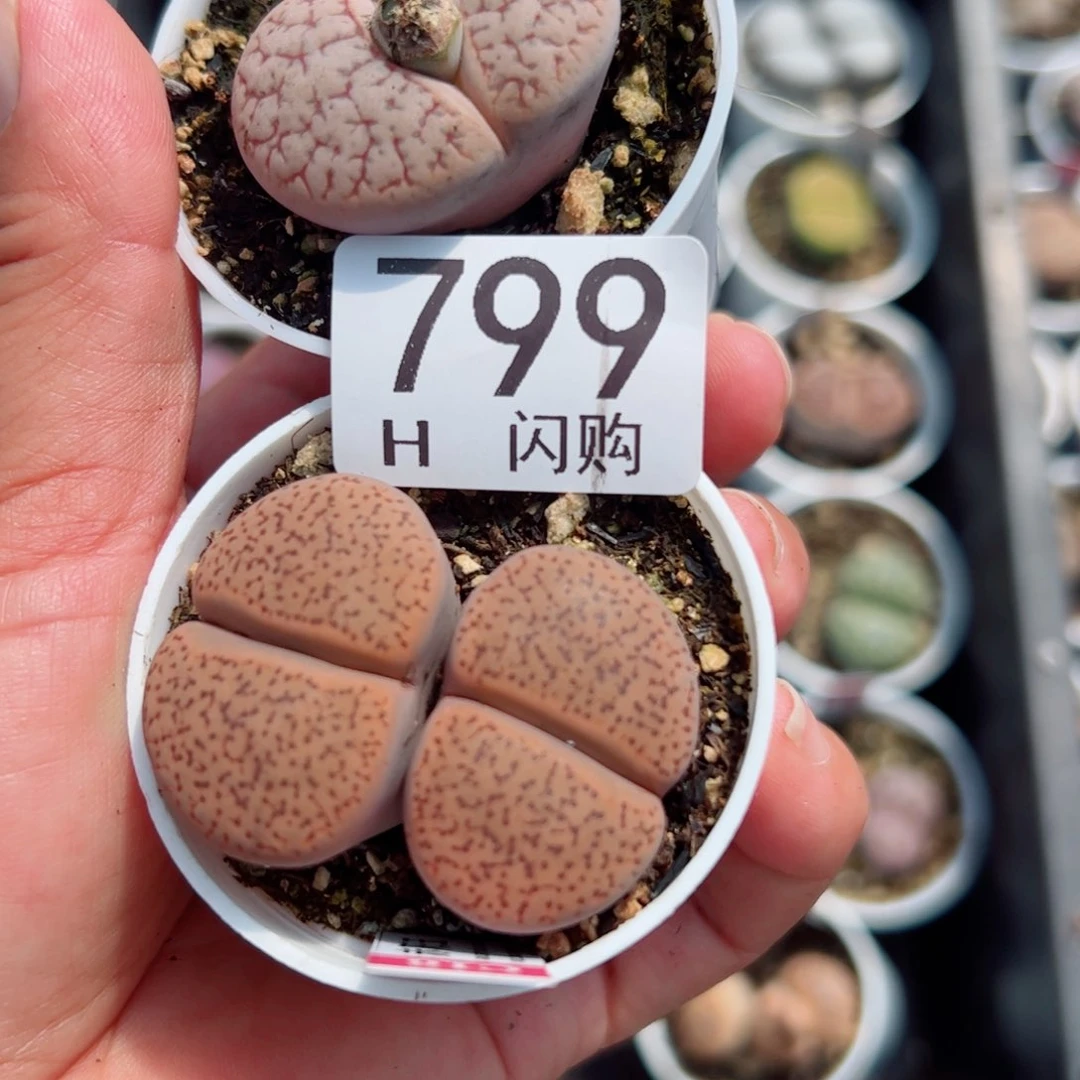 无花朵星****?我很喜欢这个H799