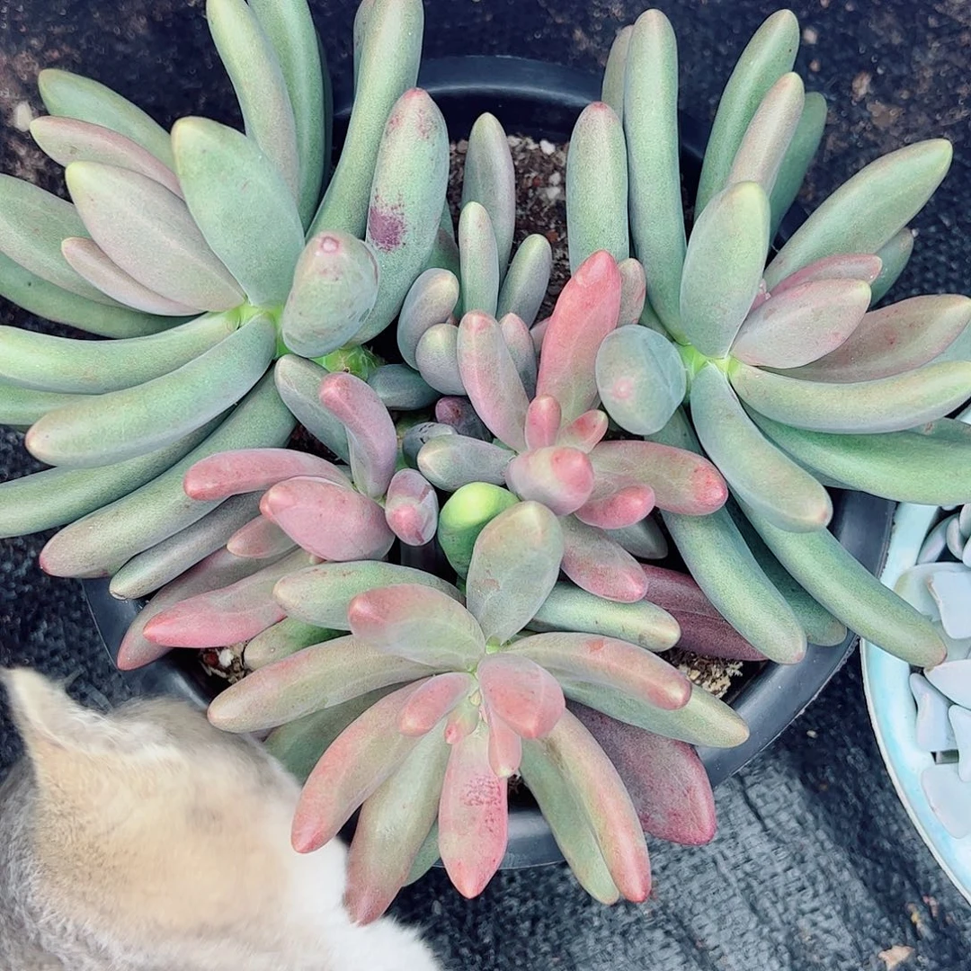 糖果美人一物一拍