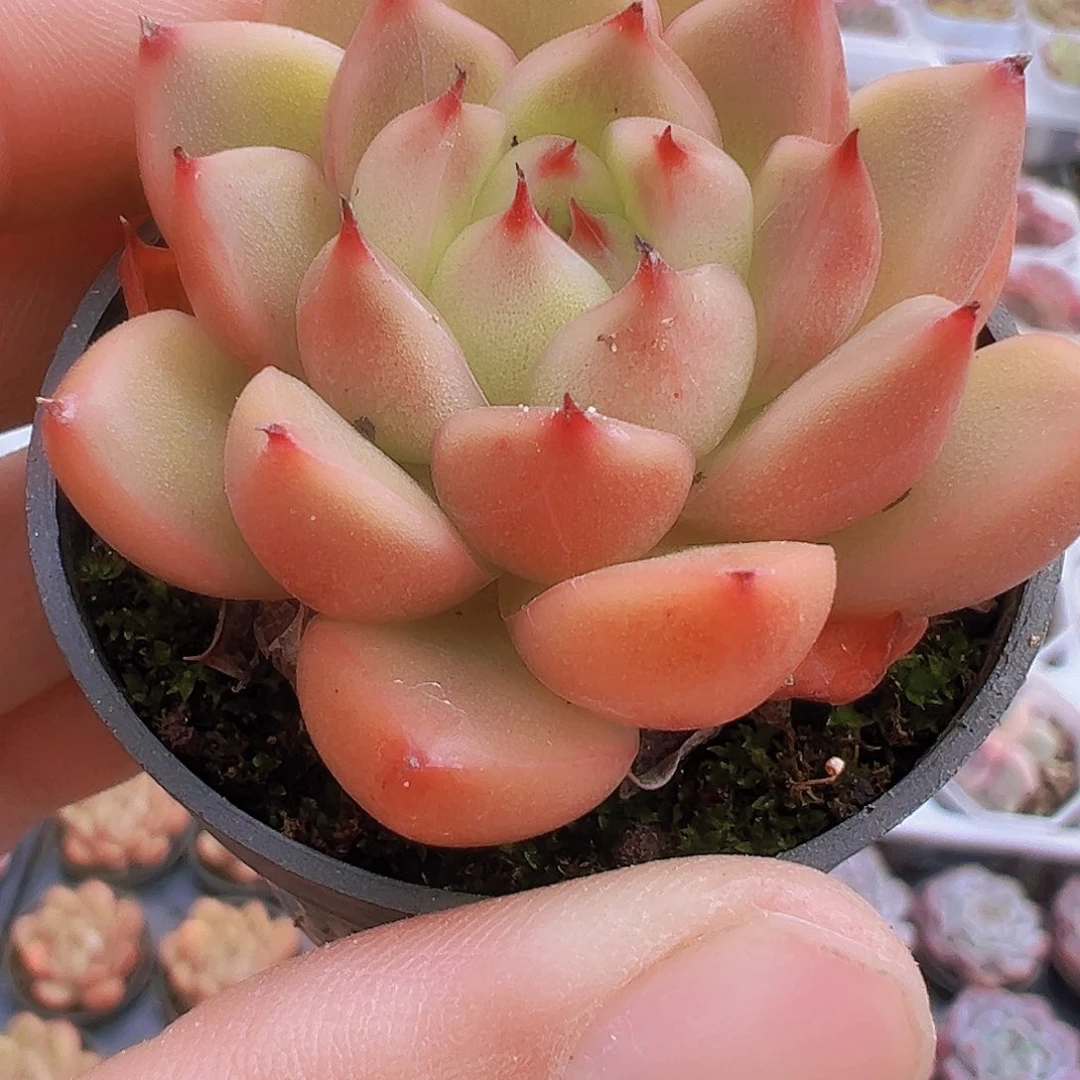 钻石珍妮19包邮多肉