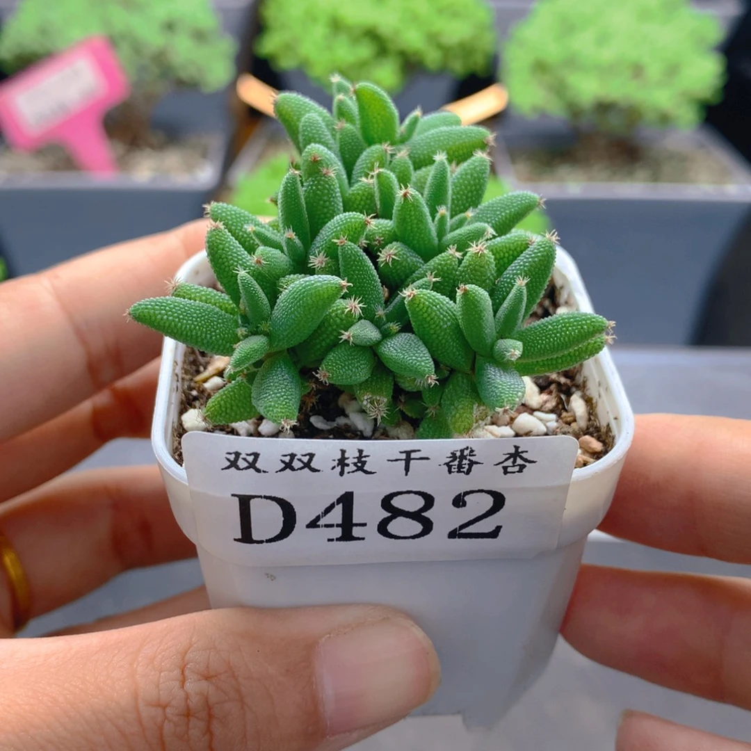 482玉米。