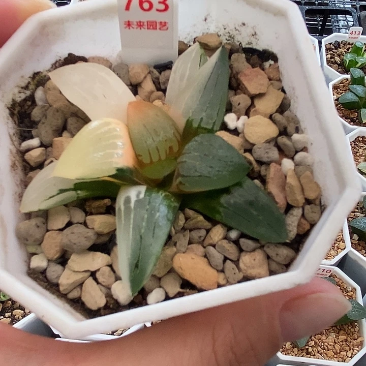 763阿房宫寿锦一物一拍