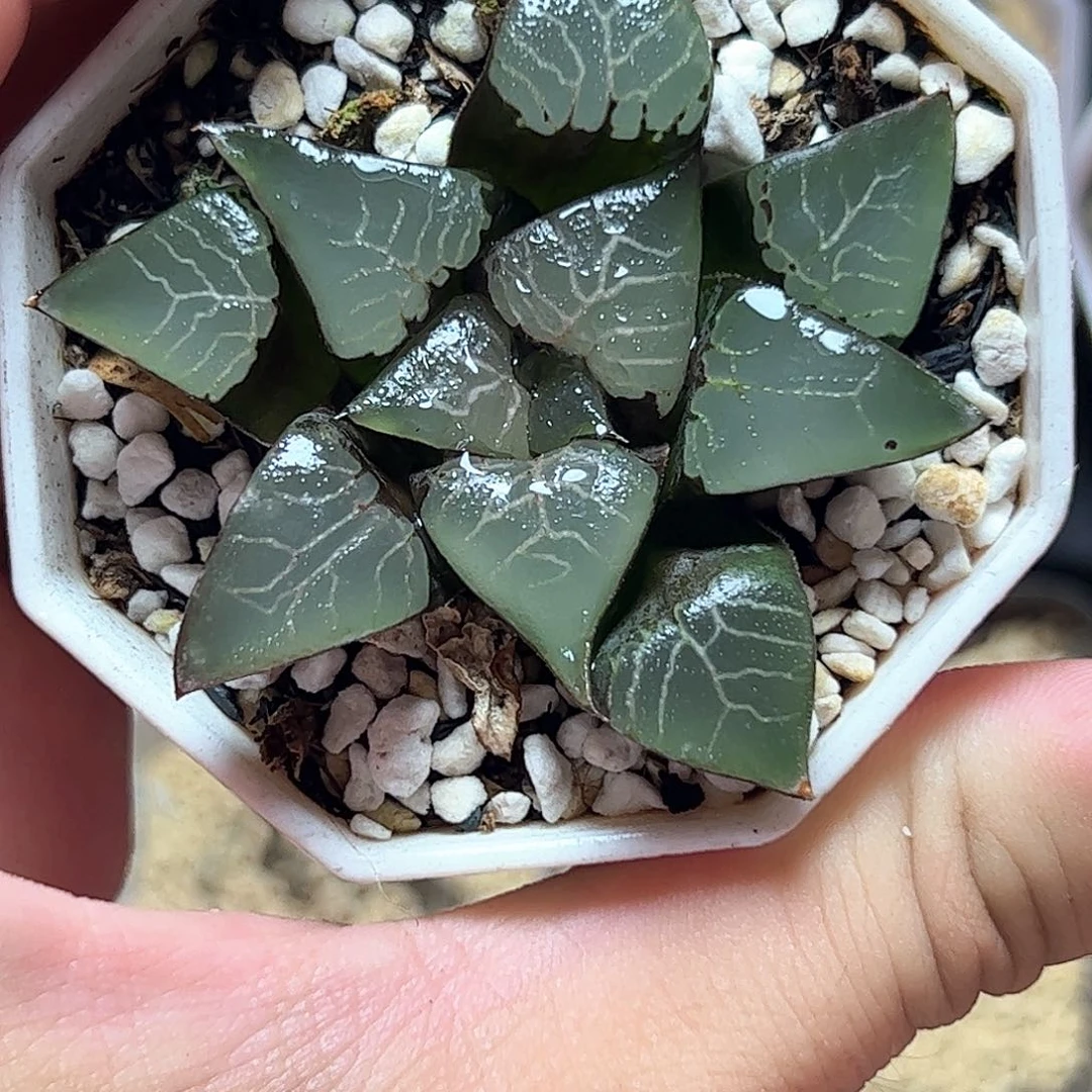 实生克十二卷多肉植物满