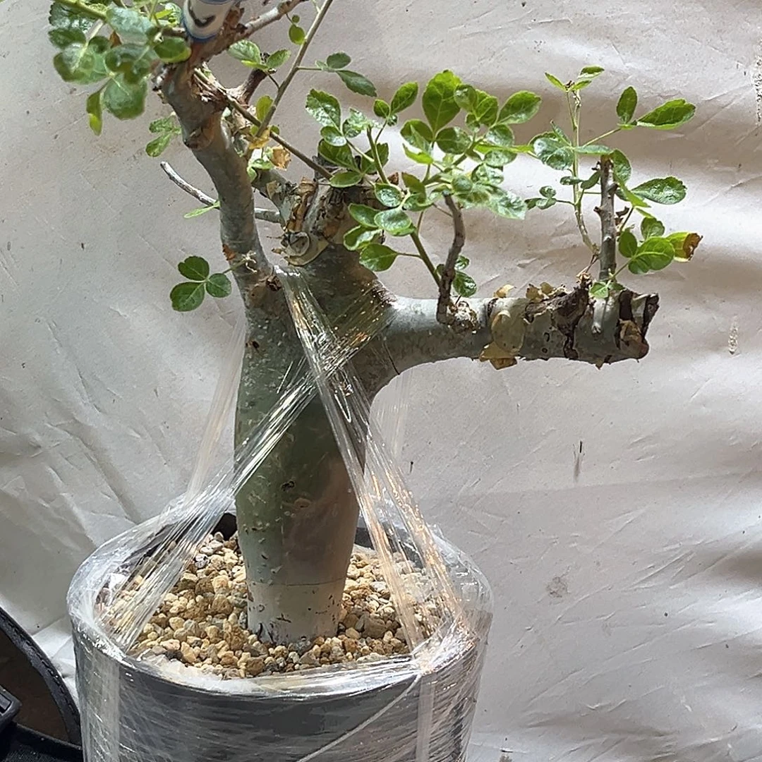 潮流植物产地图坎，妖娆，大漏