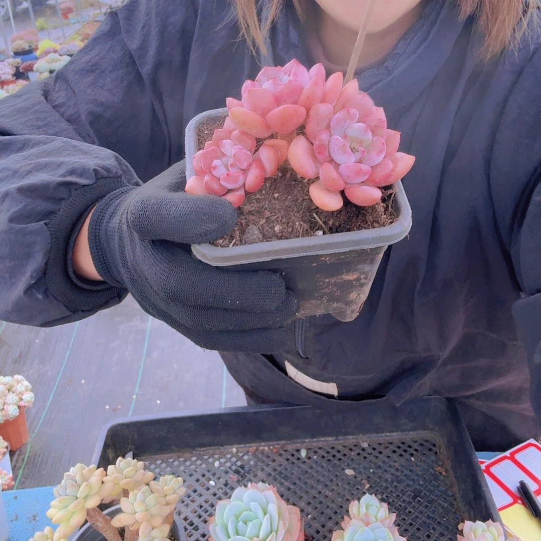 妖***姬020白鹭一物一拍白鹭