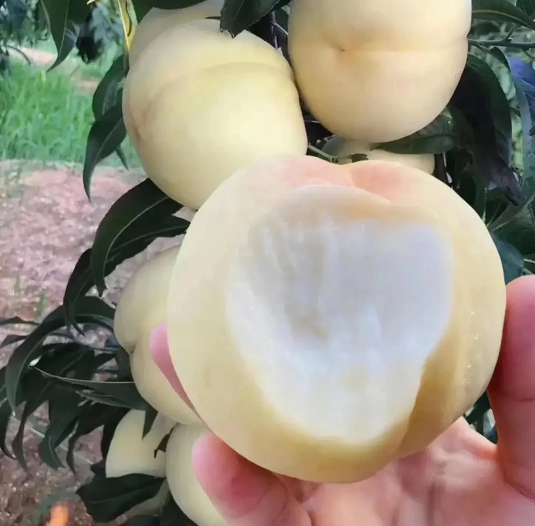 安徽冬桃白桃秋季桃子当季水果脆桃甜桃白如玉桃金秋红蜜