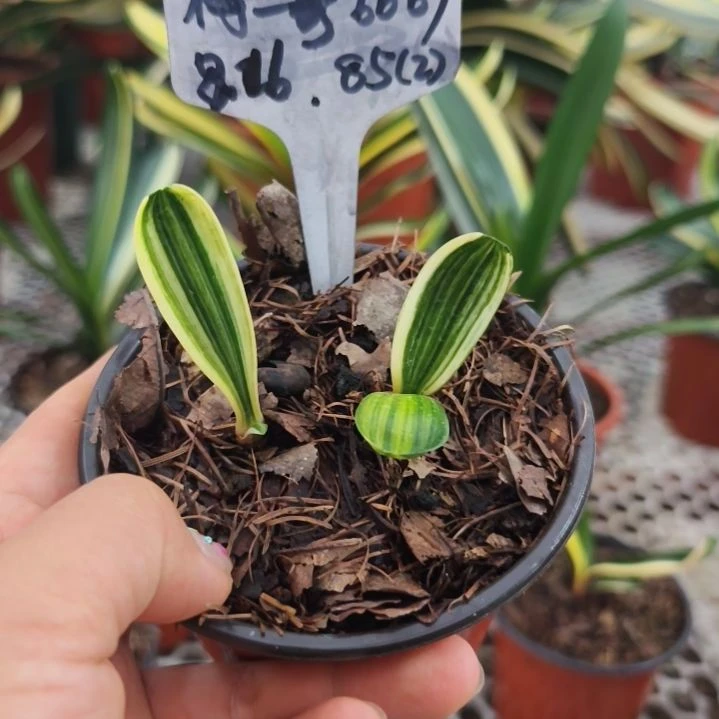 完全开放覆轮两棵特价------85