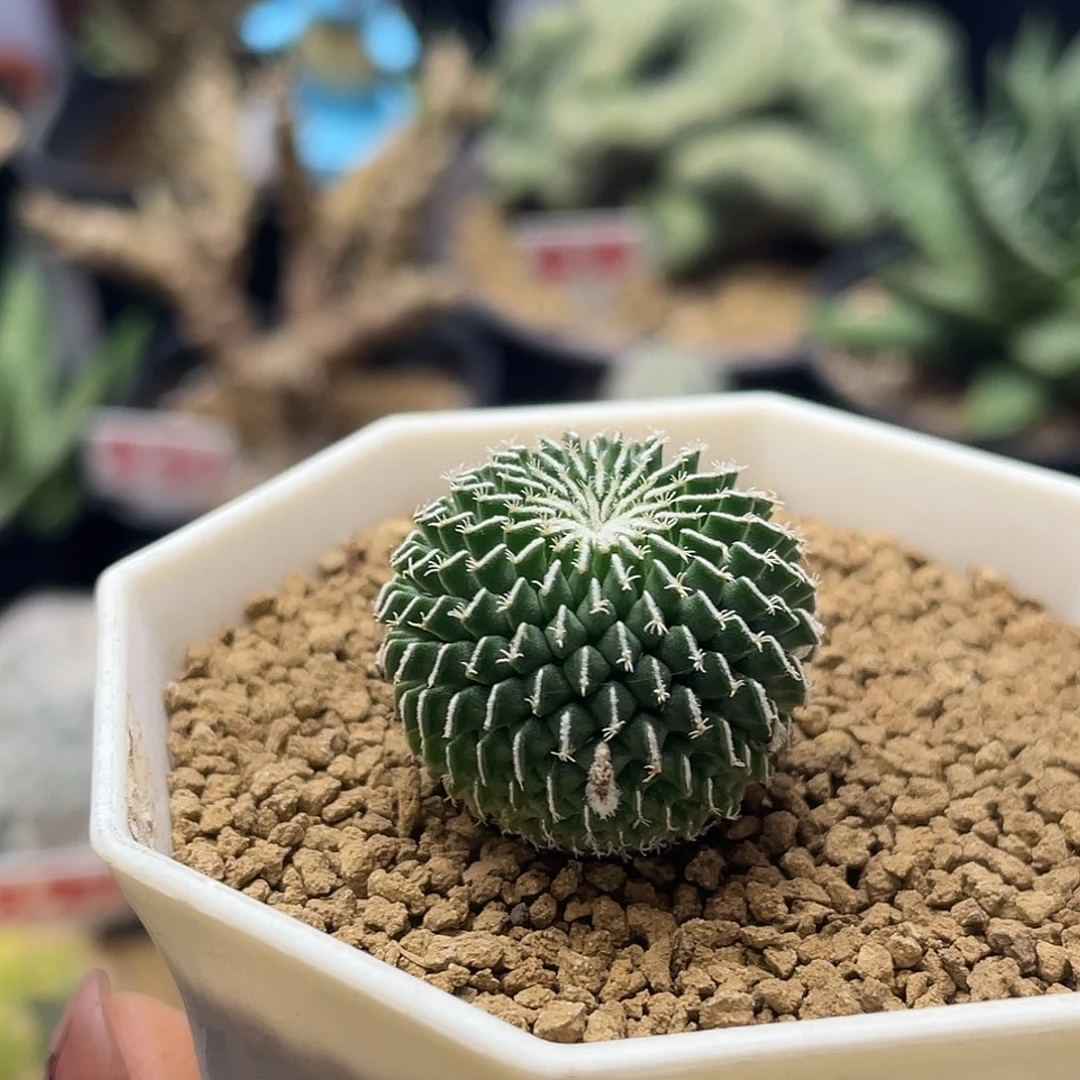 实生刺缀精巧殿仙人球