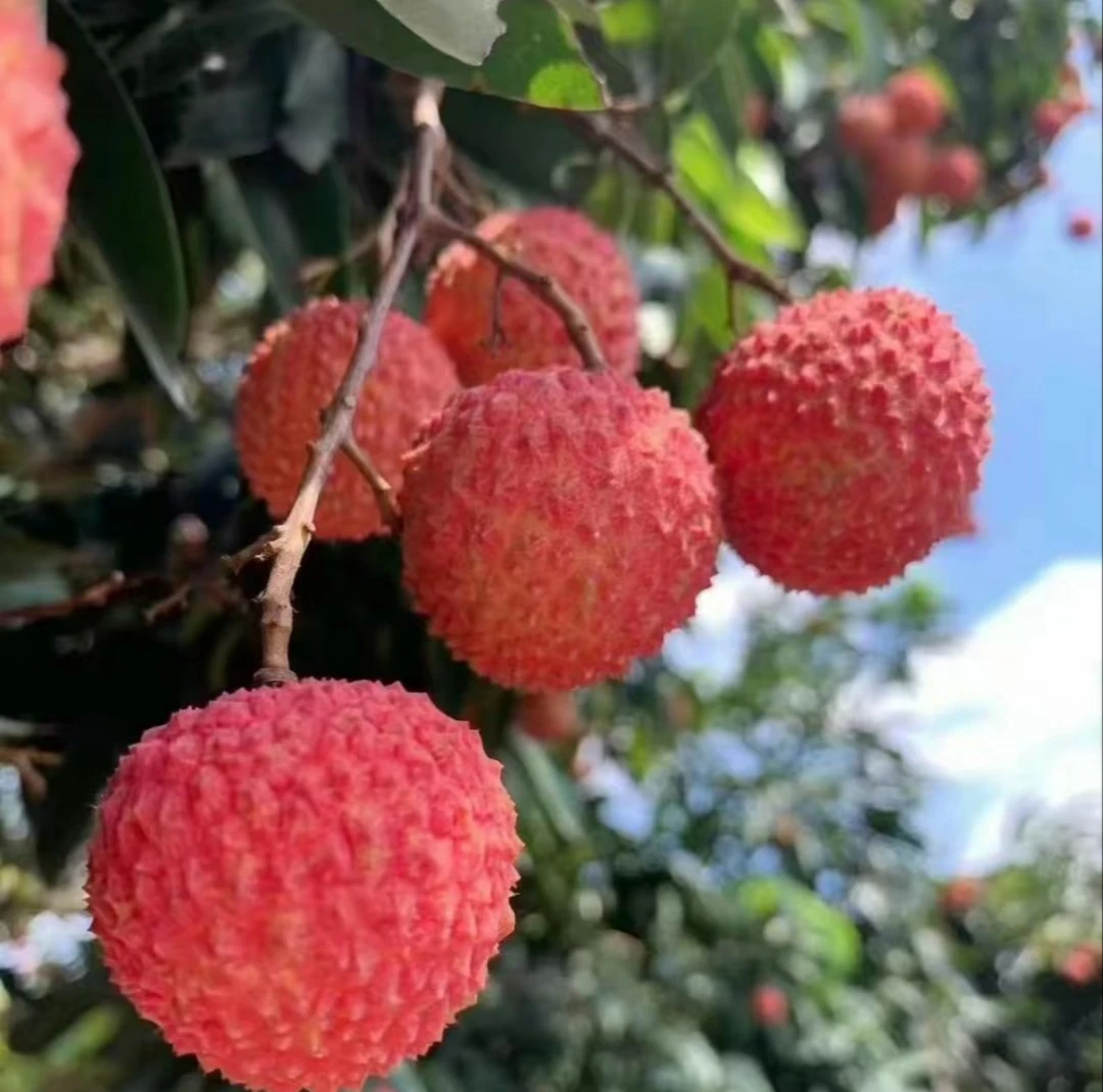 （广东省外）广东高州桂味荔枝现摘现发顺丰冷链直运应季水果