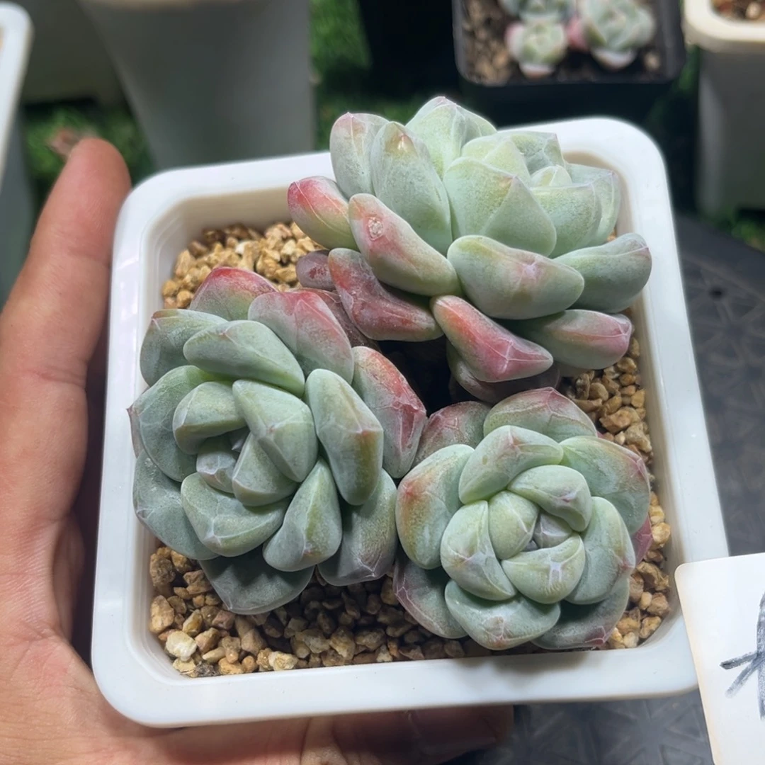 木子专拍冰玉群生