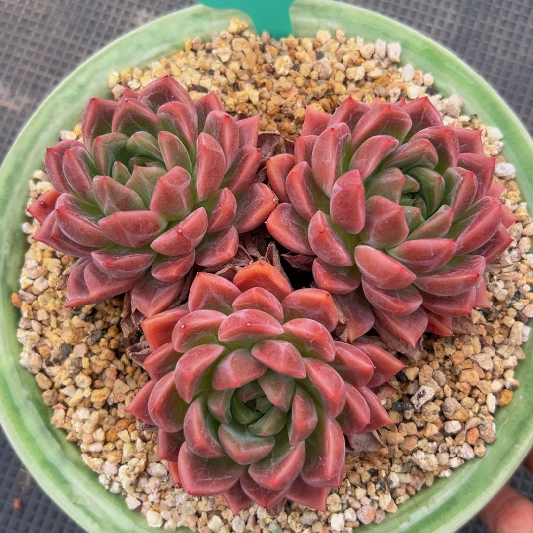 多肉一物一拍0629-37