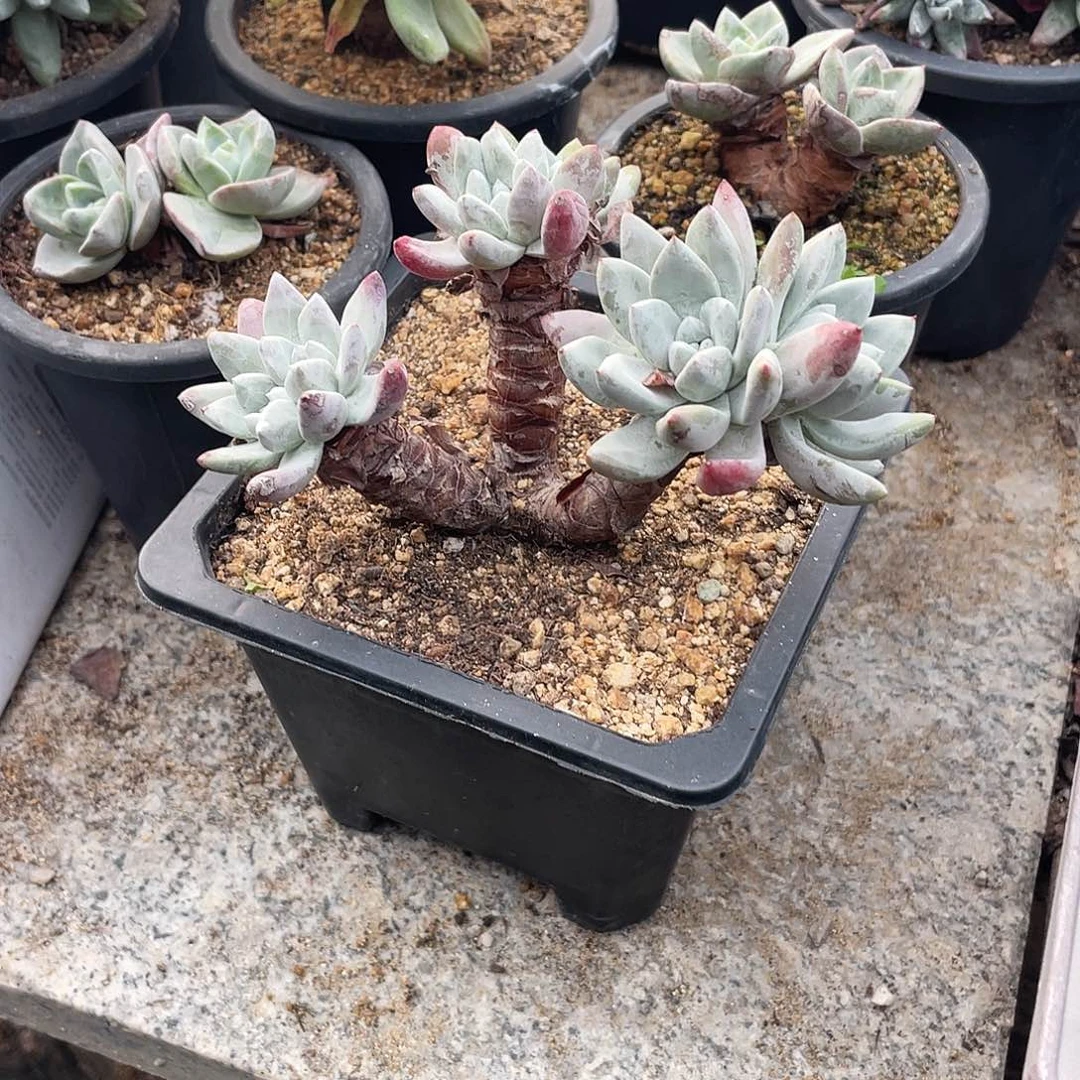 晨溪园艺仙女杯呀