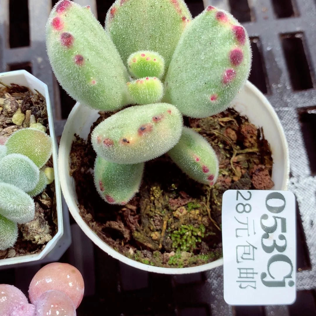 5厘米盆精控多肉053