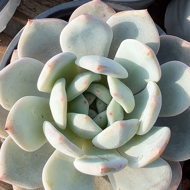 两盆嫦娥仙子。 福利多多