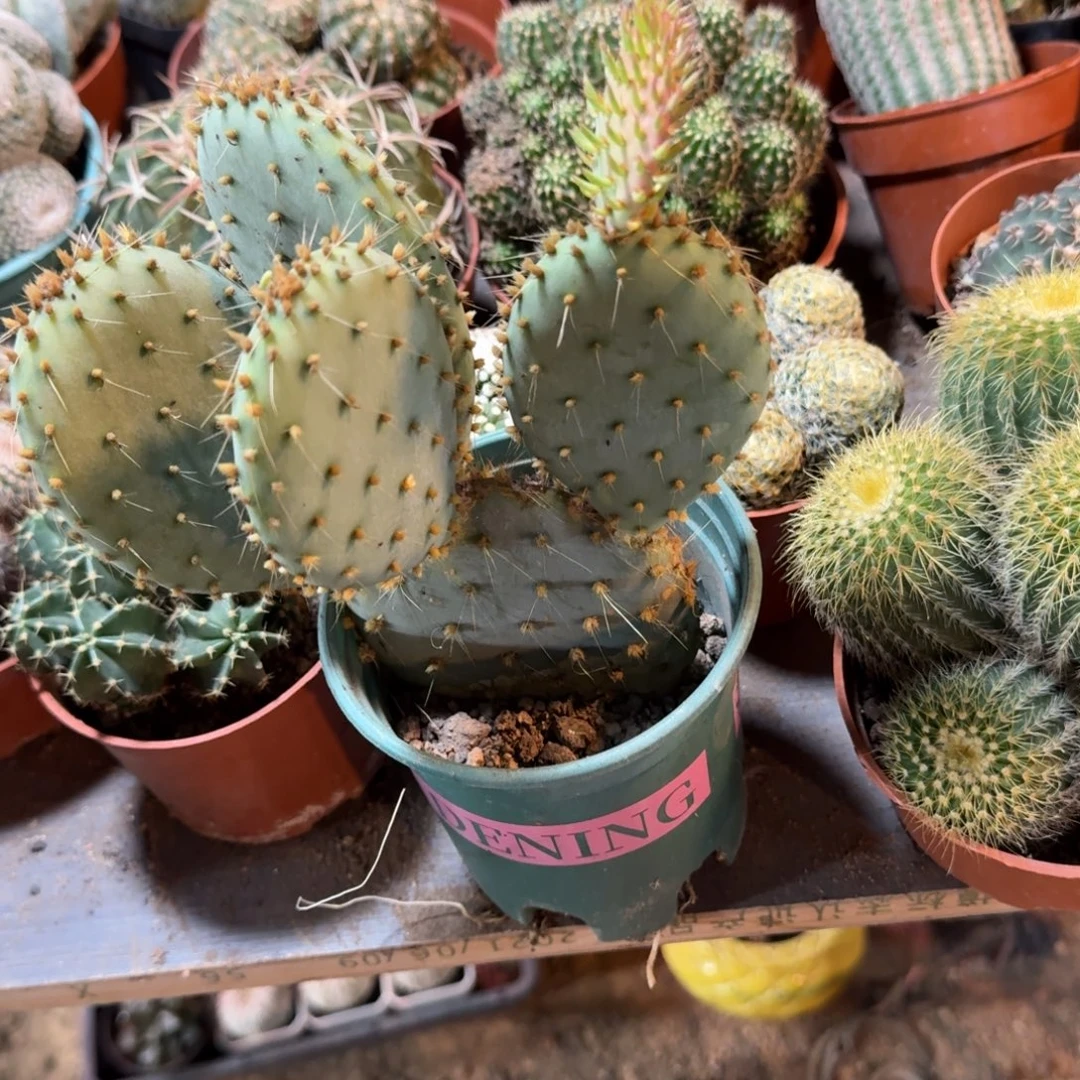 程***猫可口可乐了可口可乐了