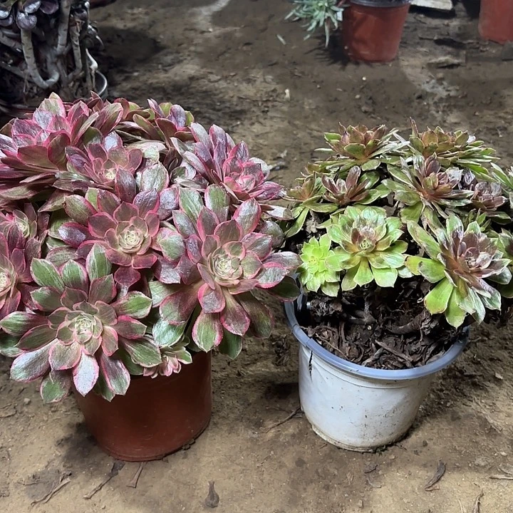 多肉植物2颗法师27