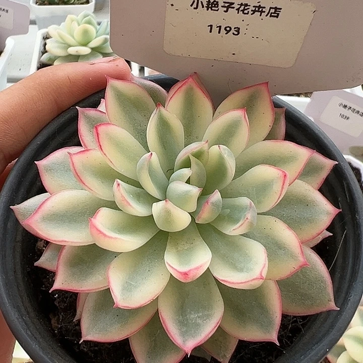 1193号女雏锦多肉植物