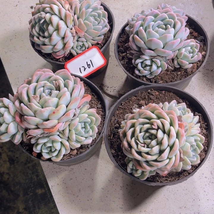 小*1261冰玉多肉