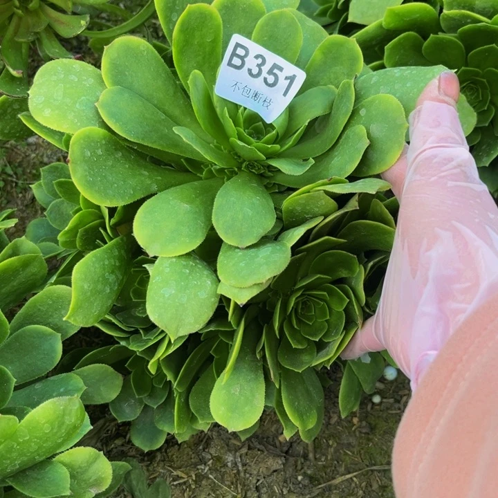 351绿羊量多肉法师不包断枝