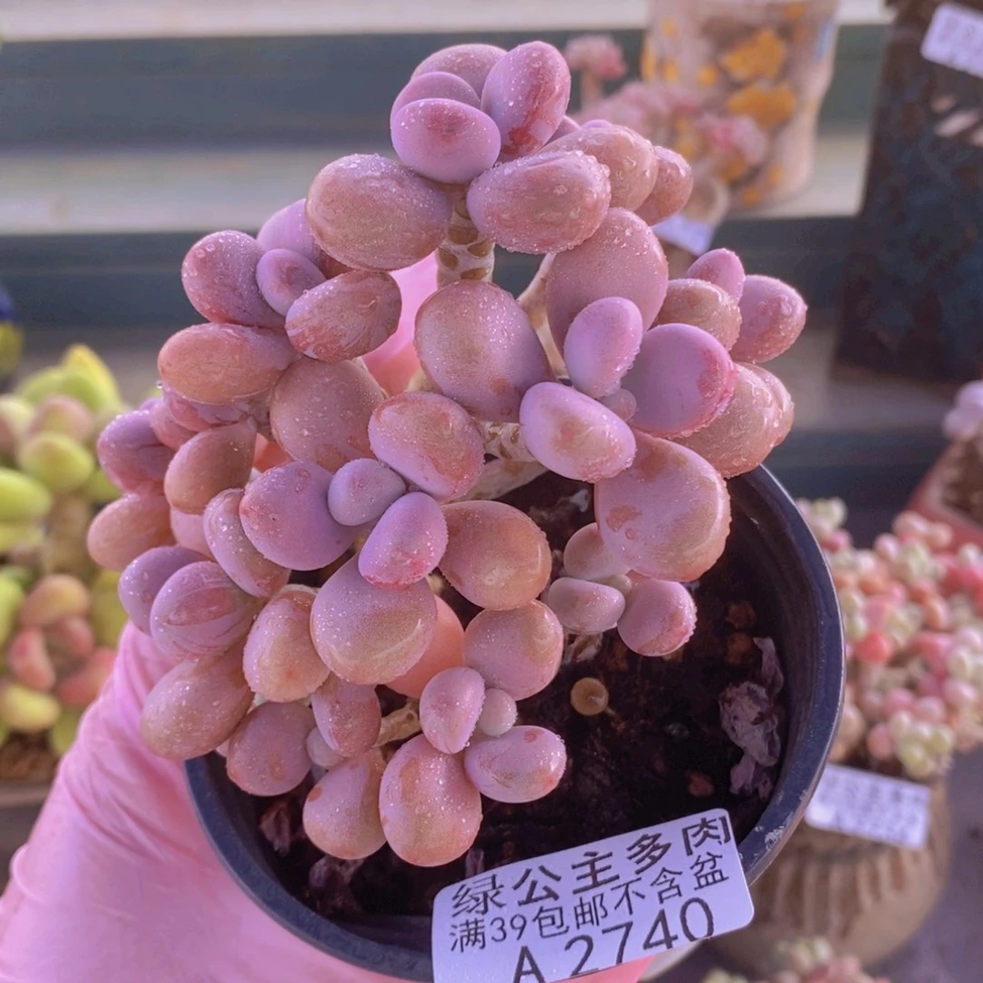 桃蛋树8cm2740多肉植物