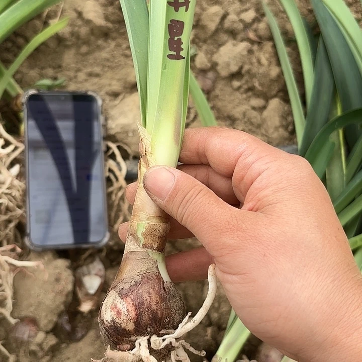 无花朵异域之星3-4清棚福利