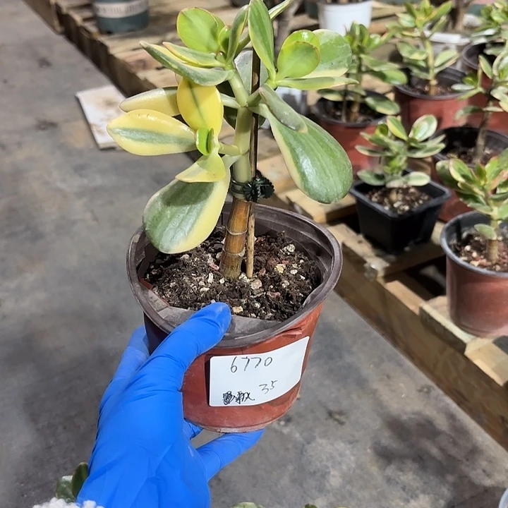 飘***雪当前无花栽培后可以开花老花月锦35