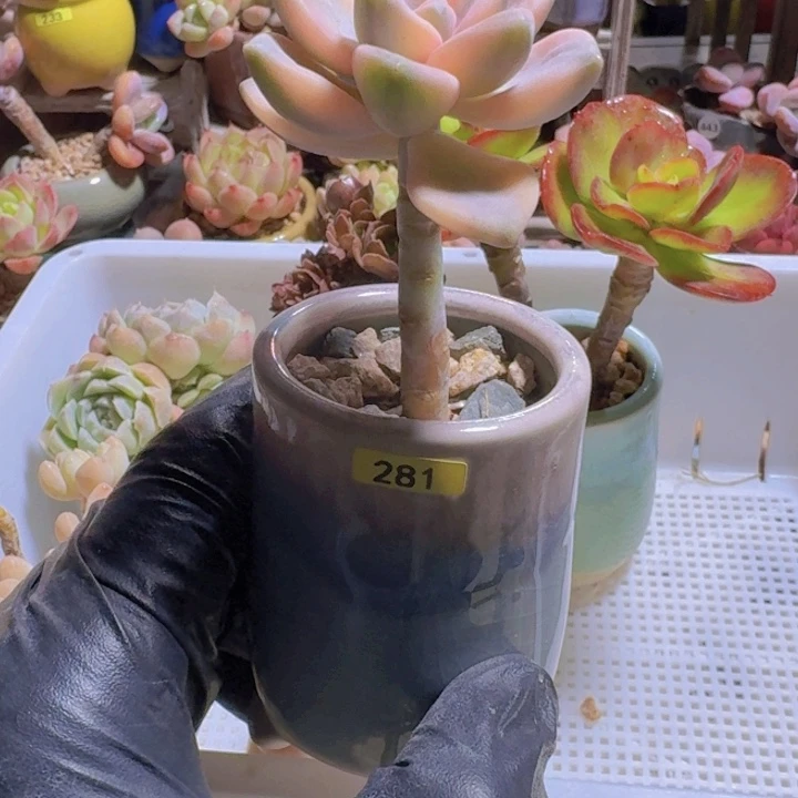 昌***装一物一拍编号281