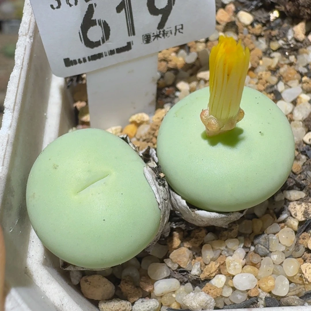 Ssss精品生石花619